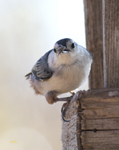 White breasted Nuthatch 5113